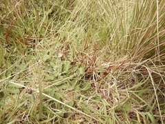 Carex punicea