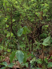 Trillium viridescens
