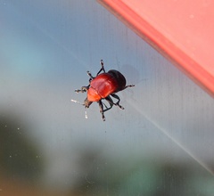 Attelabinae