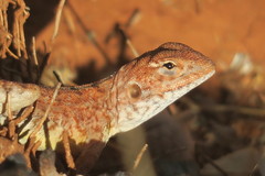 Ctenophorus caudicinctus