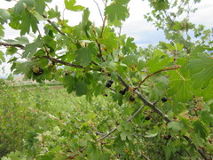 Ribes aureum aureum