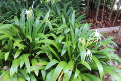 Hymenocallis speciosa