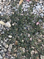 Euphorbia serpens