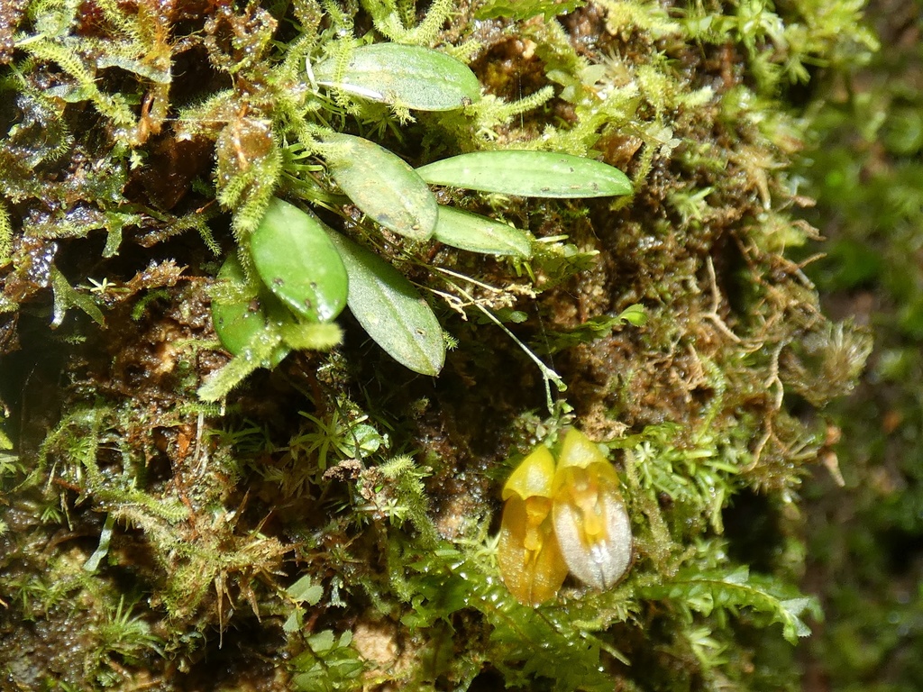 Specklinia colombiana