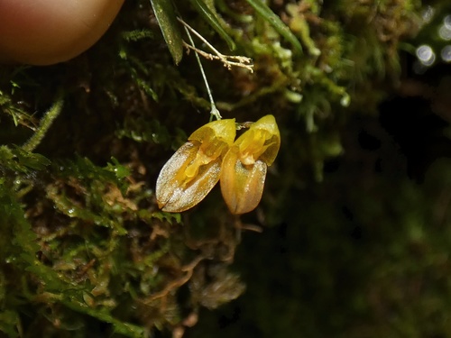Colombiana Orchid