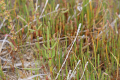 Salicornia rubra