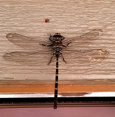 Austroaeschna anacantha