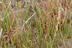 Salicornia rubra