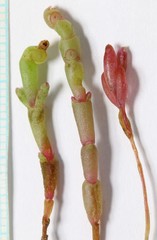 Salicornia rubra