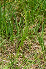 Microtis rara