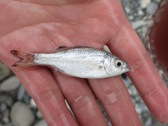 Kuhlia marginata