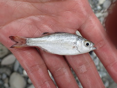 Kuhlia marginata