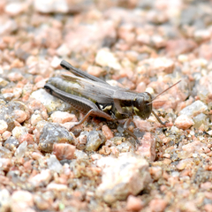 Paroxya atlantica