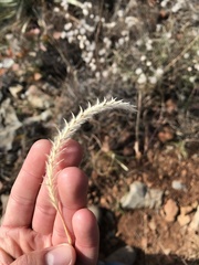 Elionurus barbiculmis