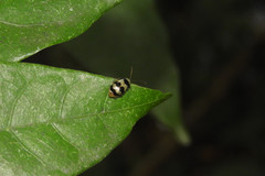 Monolepta cavipennis