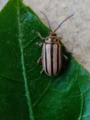 Disonycha bicarinata