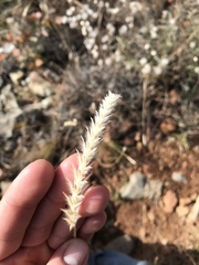 Elionurus barbiculmis