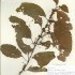 Cuscuta obtusiflora glandulosa - Photo (c) MBG, algunos derechos reservados (CC BY-NC-SA)
