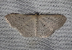 Scopula sublinearia
