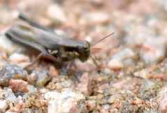 Paroxya atlantica
