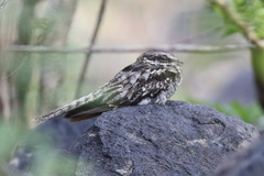 Hydropsalis climacocerca