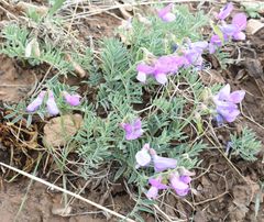 Lathyrus brachycalyx