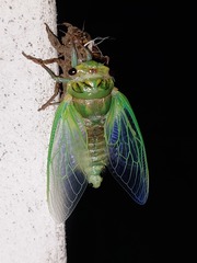 Cicadinae
