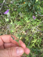 Pholistoma auritum auritum