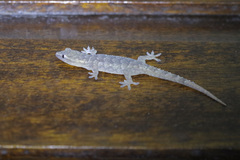 Hemidactylus palaichthus
