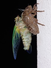 Cicadinae