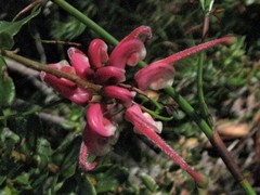 Grevillea baueri