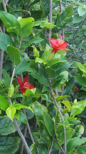 Hibiscus kokio, photograph 6