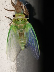 Cicadinae