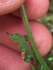 Pholistoma auritum auritum