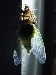 Cicadinae
