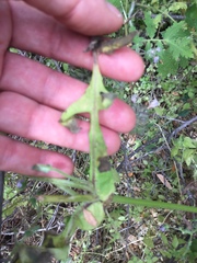Pholistoma auritum auritum