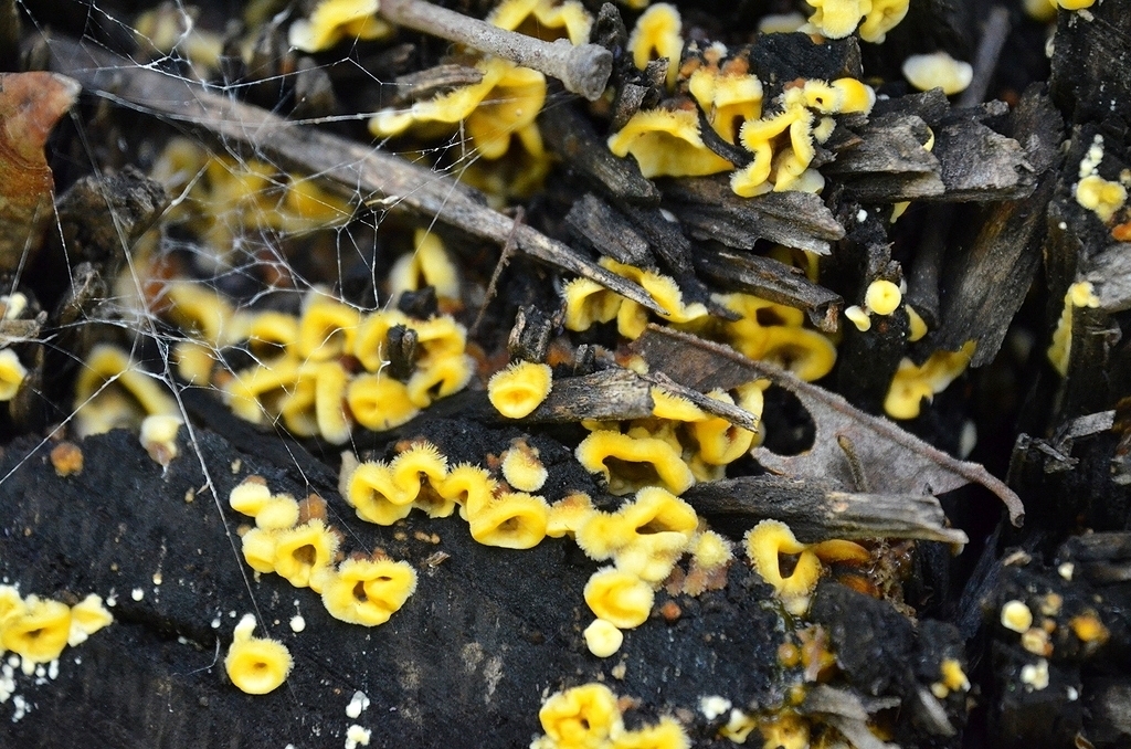 Stereum hirsutum · December 2021 · photo: © laurabm2020 (iNaturalist, cc-by)