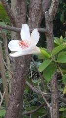 Hibiscus arnottianus