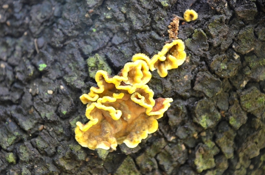 Stereum hirsutum · December 2021 · photo: © laurabm2020 (iNaturalist, cc-by)