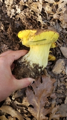Butyriboletus persolidus