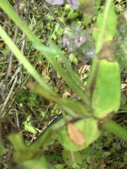Pholistoma auritum auritum