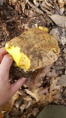 Butyriboletus persolidus