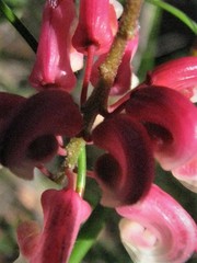 Grevillea baueri