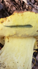 Butyriboletus persolidus