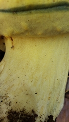 Butyriboletus persolidus