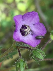 Pholistoma auritum auritum