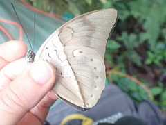 Archaeoprepona amphimachus