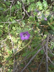 Pholistoma auritum auritum