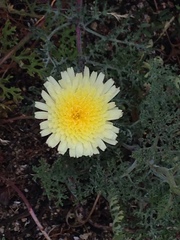 Malacothrix glabrata