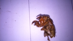 Amphipsalta zelandica